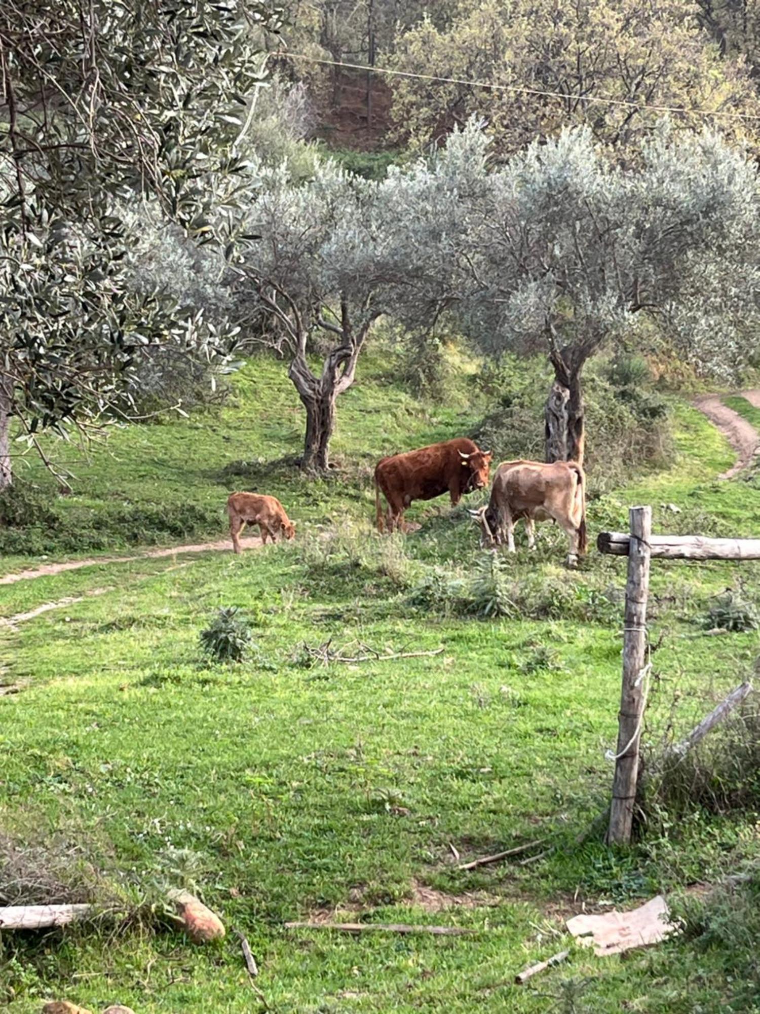 Agriturismo Serre SantʼAgata di Militello Extérieur photo